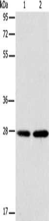 BCAS2 Antibody