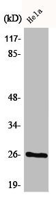 BCAS2 Antibody