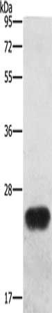 BCAS4 Antibody