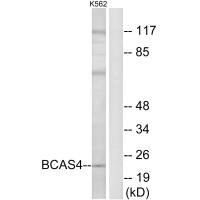 BCAS4 antibody