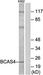 BCAS4 Antibody