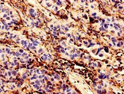 BCAT1 Antibody