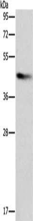 BCAT1 antibody