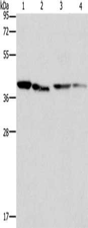 BCAT2 Antibody