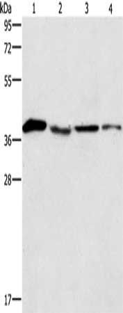 BCAT2 Antibody
