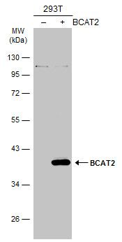 BCAT2 antibody