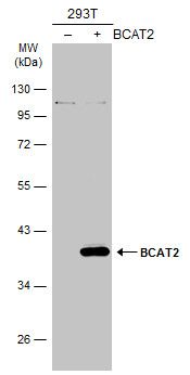 branched chain amino acid transaminase 2 Antibody