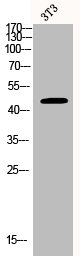 BCKDK antibody