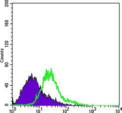 BCL-10 Antibody