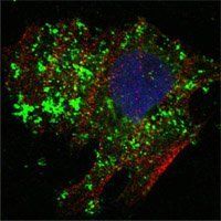 BCL-10 Antibody