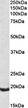 Goat anti-bcl-2-related protein A1 (rat) Antibody