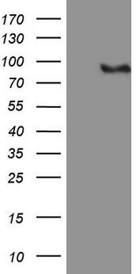 BCL6 Antibody