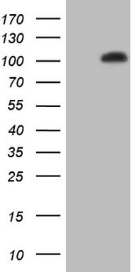 BCL6 Antibody