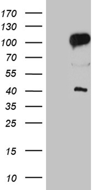 BCL2L14 Antibody