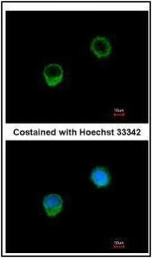 Bcl-X antibody