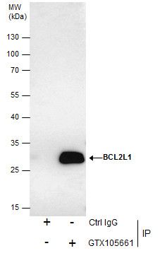BCL2 like 1 Antibody