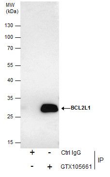 Bcl-X antibody