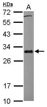 Bcl-X antibody