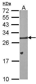 Bcl-X antibody