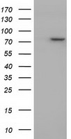 BCL2L1 Antibody