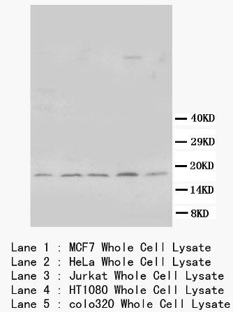 Bcl-XS/BCL2L1 Antibody