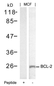 BCL2 (Ab-70) antibody