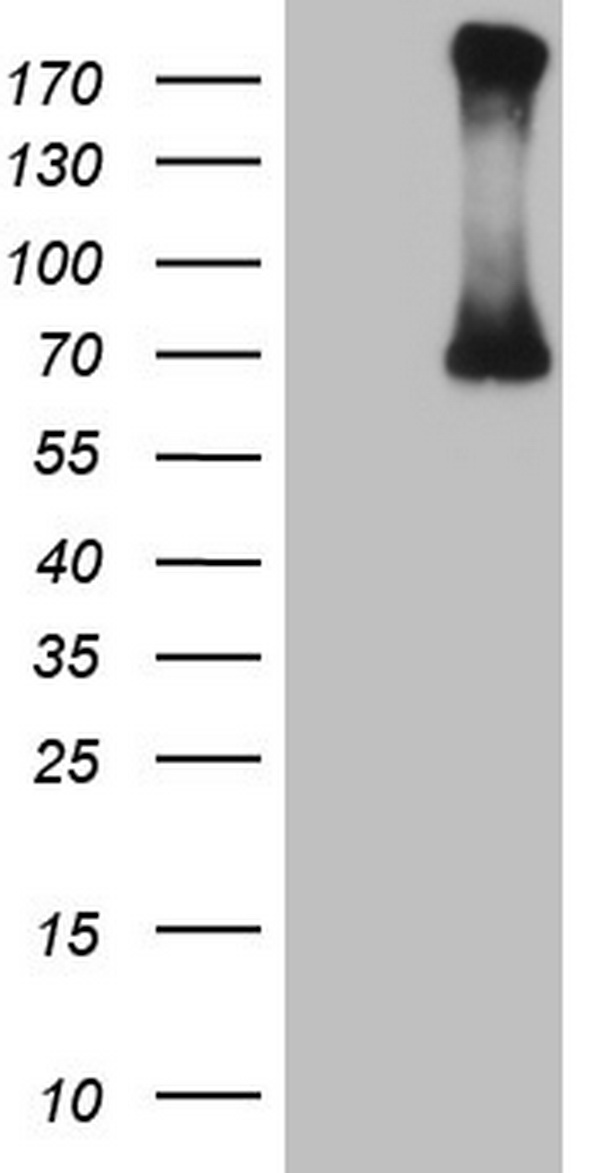 BCL2 Antibody