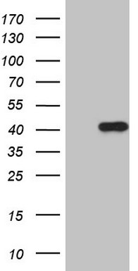 BCL2 Antibody