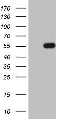 BCL2 Antibody