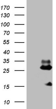 BCL2 Antibody