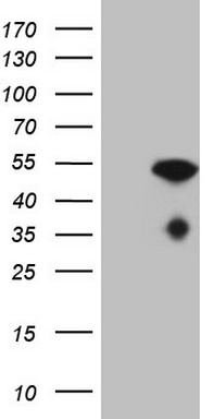 BCL2 Antibody