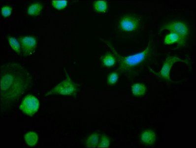 BCL2 antibody