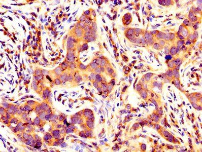 BCL2L1 Antibody