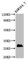 BCL2 antibody