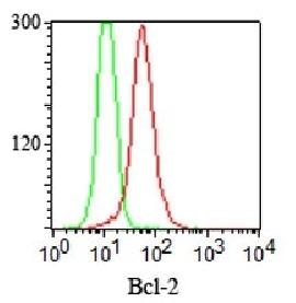 Bcl-2 (Apoptosis & Follicular Lymphoma Marker) Antibody