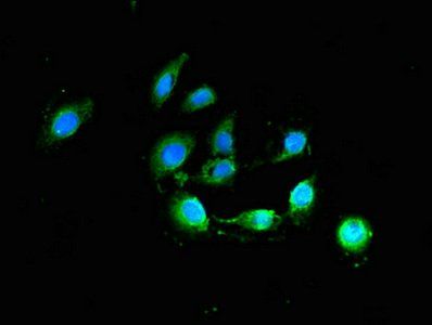 BCL2 Antibody