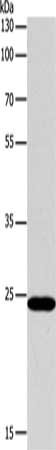 BCL2 Antibody