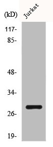 BCL2 Antibody