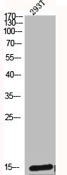 BCL2 Antibody