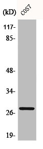 BCL2 Antibody