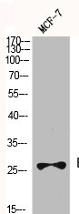 BCL2 Antibody
