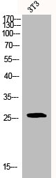 BCL2 Antibody