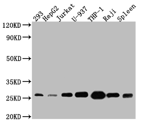 BCL2 Recombinant Monoclonal Antibody