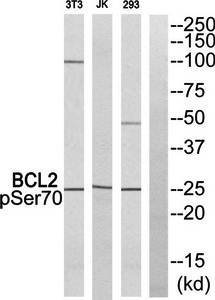 BCL2 (Phospho-Ser70) Antibody