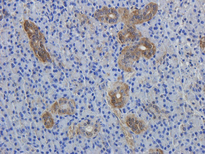 BCL2 antibody