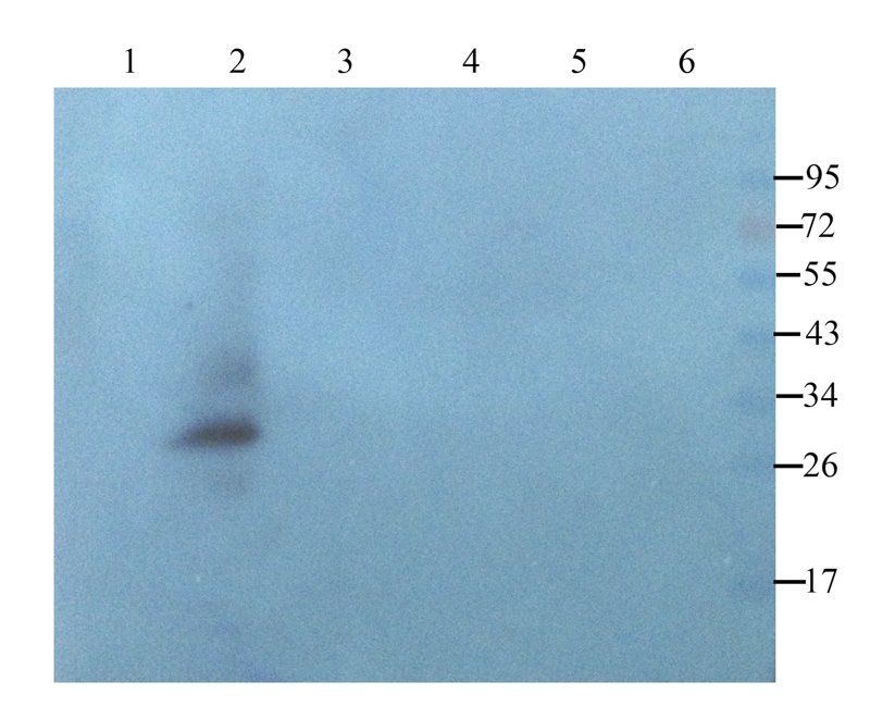 BCL2 antibody