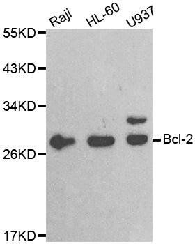 BCL2 antibody