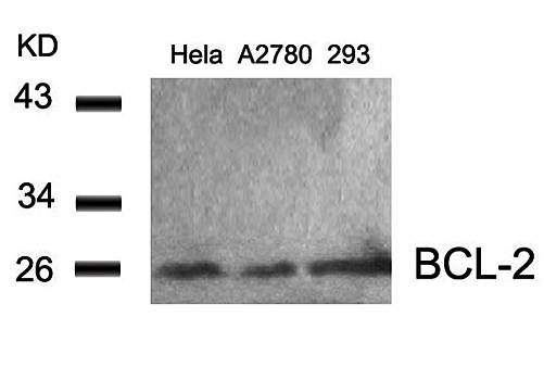 BCL-2 (Ab-56) Antibody