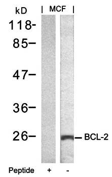 BCL-2 (Ab-70) Antibody