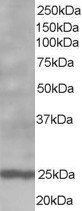 BCL2 Antibody